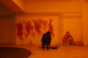 DSC_0337_t.gif