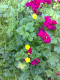 080609.pink_yellow_green_t.gif