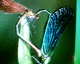 060215.dragonfly_sex_t.gif
