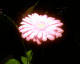 070924.Pink_flower_t.gif