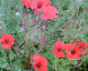 070706.poppies_t.gif