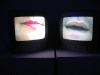 IMG_0851_t.gif