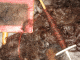 IMG_4643_t.gif